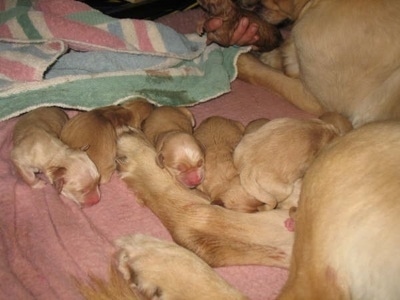 puppies and dogs together. puppy dogs whelping from