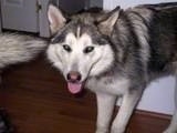 The top half of a black and white Wolamute that is standing across a hardwood floor.