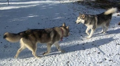 Two black and white Wolamutes are walking towards each other across a snowy surface.