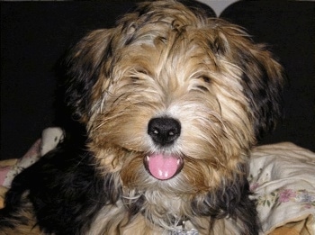 Close up - The face of a longhaired black and tan Yorkie-ton that is sitting across a floral print sheet, it is looking forward, its mouth is open and its tongue is sticking out.