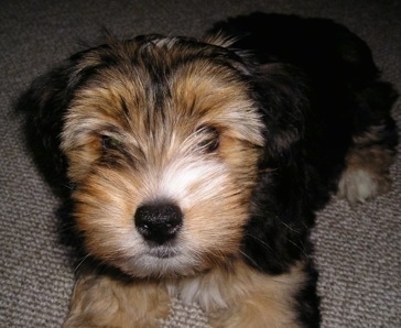 Close up - Top down view of a black and tan Yorkie-ton puppy that is laying on a carpeted floor and it is looking up. It has small ears that fold over to the front.