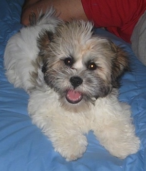 Shih+tzu+mixed+puppies