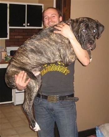 The right side of a brindle American Bandogge that is being held up by a guy in a living room