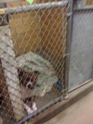 A dog is laying in a cage and it is next to a blanket at the pound