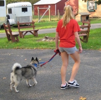 The back right side of a dog being trained to walk by a blonde-haired girl across a blacktop surface.
