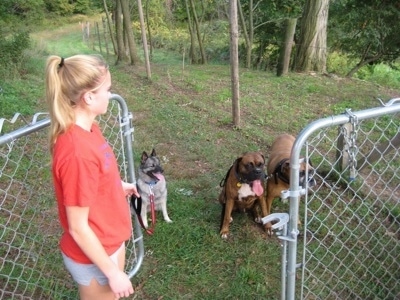Three Dogs are sitting behind a fence and a blonde-haired girl is opening a gate in front of them.