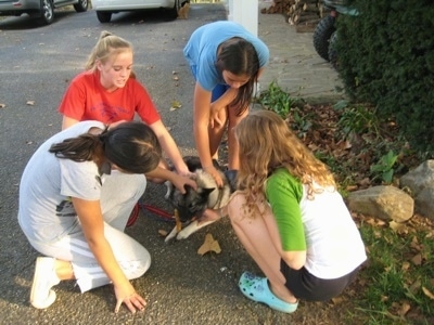 A black and gray with white Dog is laying on a driveway and it is being pet by 4 girls while it chews a bully stick