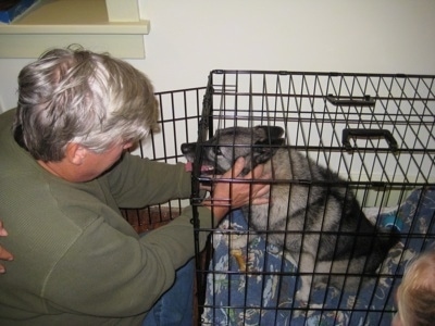 The left side of a grey and black with white Dog in a crate with its mouth open and tongue out. A Person is reaching into a crate to pet the dog.
