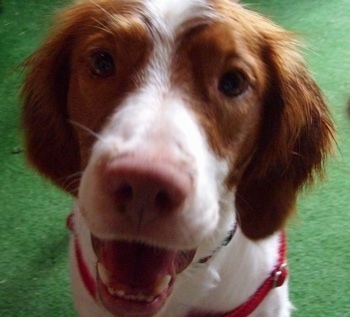 Close Up - A white with red Brittany Spaniel is sitting on a green carpet with its mouth open and it looks like it is smiling.