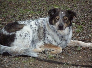 A white with brown and black Border Collie is laying in dirt and it is looking forward.