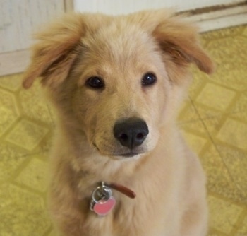 successfully adopting a rescue dog golden retriever rescue 350x334