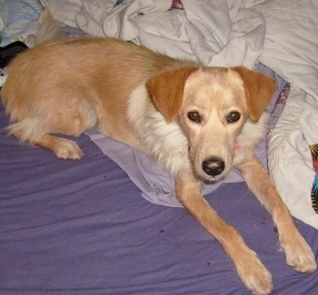 The front right side of a Golden Sheltie laying across a bed and it is looking up.