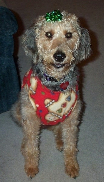 Penny the Airedoodle ready for the holidays!
