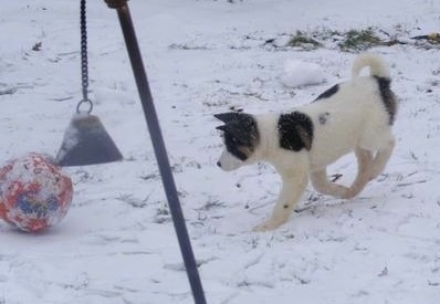 The left side of a white with black Akita puppy is running across a snow covered field to play with a ball
