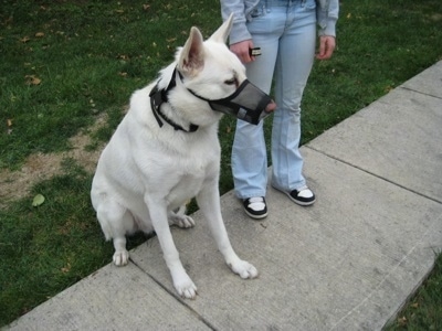 A White German Shepherd wearing a muzzle is sitting on grass