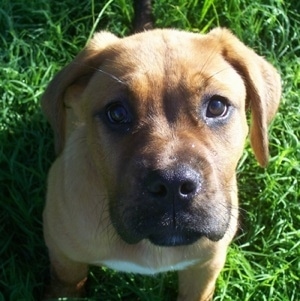 Close up - Topdown view of a red with white American Bull Dogue de Bordeaux puppy that is sitting on grass and it is looking up.