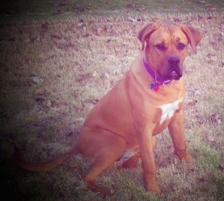 The right side of a red with white American Bull Dogue de Bordeaux that is sitting across a field and it is looking forward.