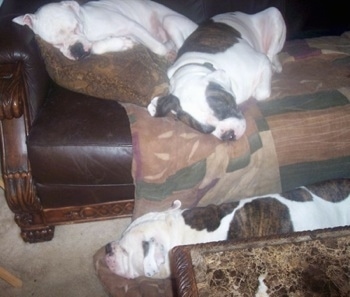 Three American Bulldogs sleeping on a couch and a floor