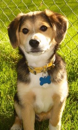 Buddy the American Eagle Dog (American Eskimo  Beagle hybrid)