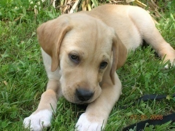 Pointer Dog Puppies