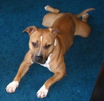 The front left side of a black with white red-nose Pit Bull Terrier laying down on a blue carpet
