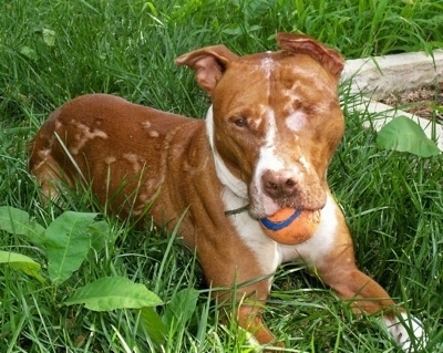 The front right side of a one eyed Pit Bull Terrier that is laying across grass with a toy ball in its mouth and it is looking forward.