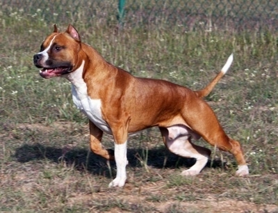 http://www.dogbreedinfo.com/images22/AmericanStaffordshireTerrierCash008.jpg