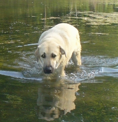 A tan Anatolian Pyreness dog is standing in a body of water with its head level with its body.