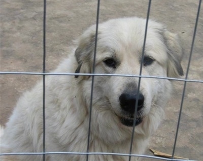 Close up - The right side of a white Anatolian Pyrenees that is sitting behind a fence