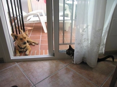 A tan dog  with large stand up ears laying outside on a brick porch in the doorway of an open door.