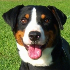 Close Up - The face of a black with brown and white Appenzell Mountain puppy that has its mouth open and its tongue hanging out.