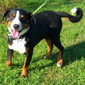 Jack the Appenzell Mountain Dog standing on grass with its mouth open and its tongue out