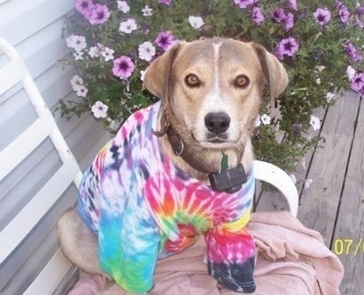 The right side of a tan Ausky that is sitting on a porch, it is wearing a tye dye shirt and it is looking forward. There is a bush behind it.