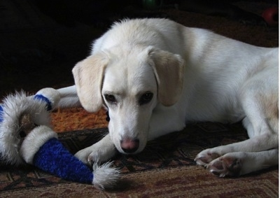 The left side of a white with tan Ausky that is laying behind a rope toy and it is looking forward.