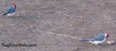 Two Red-crested Cardinal standing in dirt with a great distance between them