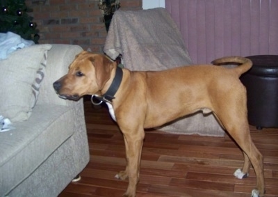 The left side of a tan with white BT Walker that is standing in front of a couch and across a hardwood floor.