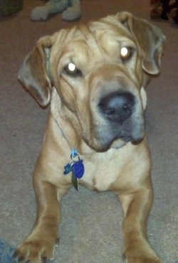 Bailey the Ba-Shar laying on a carpet