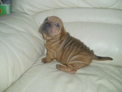 Ba-Shar puppy sitting on a white leather couch in a corner