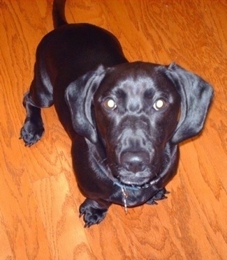 Topdown view of a black Bassador that is standing on a hardwood floor