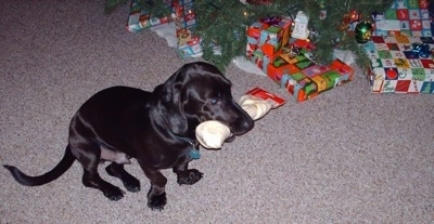 The front right side of a black Bassador that is sitting near a christmas tree and it has a rawhide dog bone in its mouth