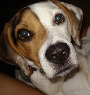 Ozzy's at about 9 months old (originally Police Commissioner Gordon)