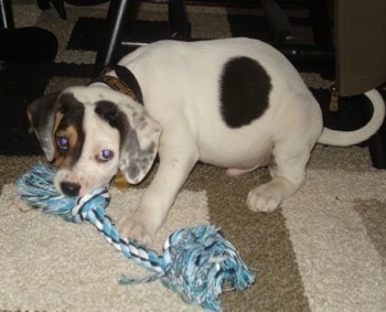 Ozzy's as a young puppy (originally Police Commissioner Gordon)