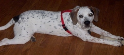 Pepper, at about 8 months old, weighing 44 pounds