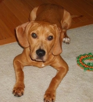 Rocky at about 8 months old - Beagle Mix