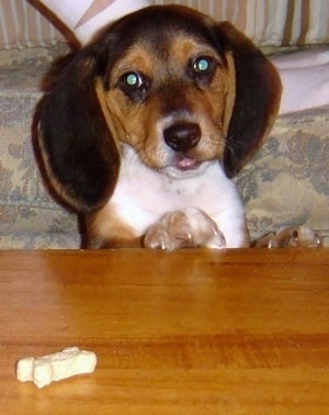 Gracie the Beagle puppy jumping up at a coffee table with a milk bone dog treat on it