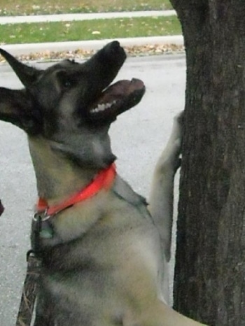 Tiffany the Belgian Malinois jumping up at a tree wearing a bright orange collar