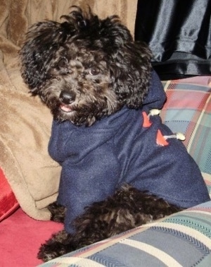 Zoey the Bich-Poo wearing a blue jacket sitting on a plaid sofa with her mouth open and head tilted