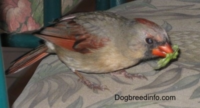 Right Profile - Female Northern Cardinal standing on a chair cushion eating a piece of lettuce