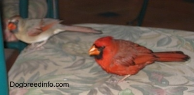 Adult female Northern Cardinal and adult male Northern Cardinal getting closer together