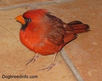 Male Northern Cardinal walking on brick tile